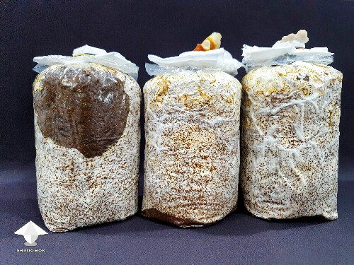 Day-to-day Reishi growing diary 680e2051e54f6