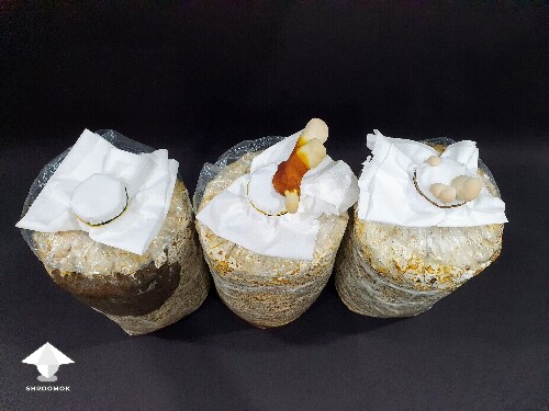 Day-to-day Reishi growing diary 680e2059d5f1d