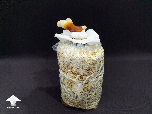 Day-to-day Reishi growing diary 680e205d97cd2