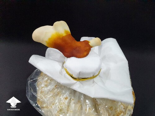 Day-to-day Reishi growing diary 680e206205fc5