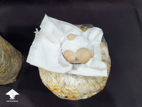 Day-to-day Reishi growing diary 680e206734305