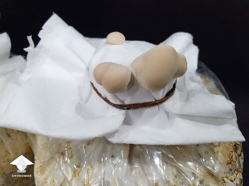 Day-to-day Reishi growing diary 680e206b7d518