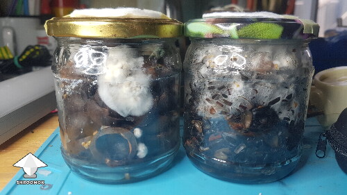 Experiment - Shiitake RL-7 on sunflower shells and on macadamia shells