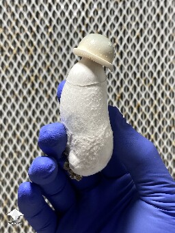 Albino Penis Envy APE shroom