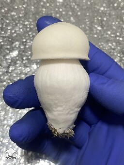Cubensis Trinity albino magic mushroom