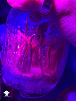 Orange cordyceps fruiting