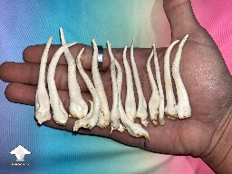 White cordyceps harvest