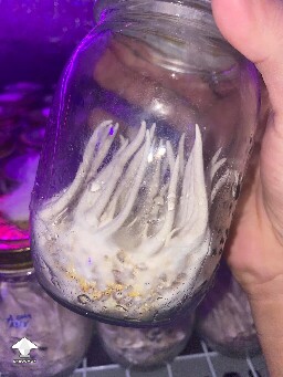 White cordyceps fruiting