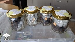 Shiitake - sunflower & macadamia shells substrate experiment
