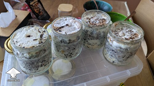 Shiitake RL-7 on sunflower shells and on macadamia shells experiment 6842a7234d7dd