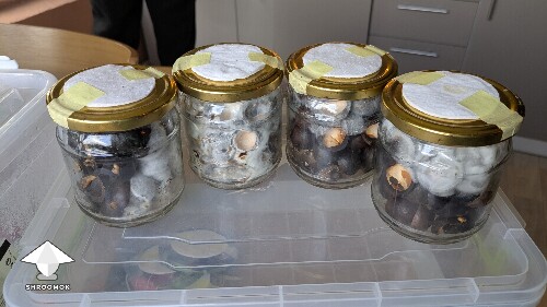 Shiitake RL-7 on sunflower shells and on macadamia shells experiment 6842a726ad5df