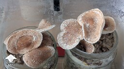 Shiitake fruiting in jars (sunflower & macadamia shells substrate)