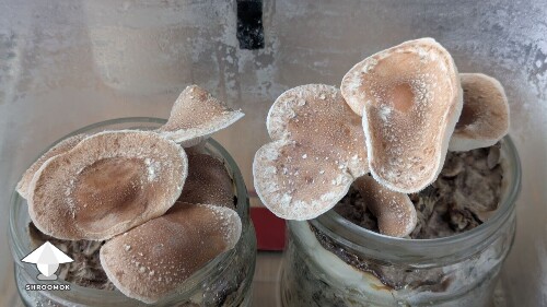 Shiitake RL-7 on sunflower shells and on macadamia shells experiment 684c05d17e020