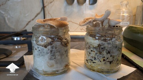 Shiitake RL-7 on sunflower shells and on macadamia shells experiment 684c05d521040