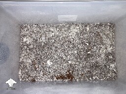 Trouble distinguishing - first time grower