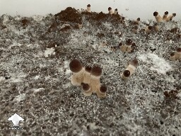 Trouble distinguishing - first mushrooms
