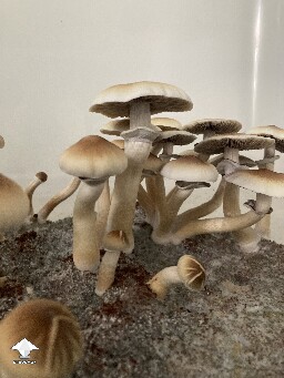 Trouble distinguishing - ready for harvesting