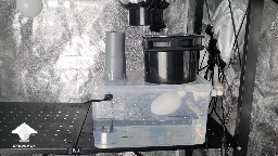 Day-to-day Reishi growing diary 6881da6f6d70c