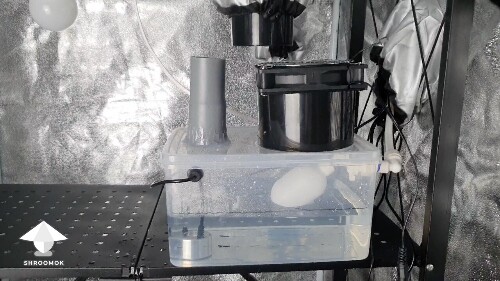 Day-to-day Reishi growing diary 6881da6f6d70c