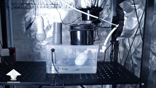 Day-to-day Reishi growing diary 6881da72a0f56