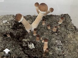Trouble distinguishing update - gonna be a good flush