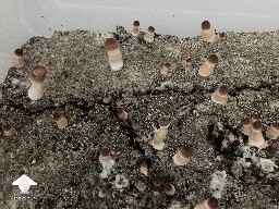 Trouble distinguishing update - finally fruiting