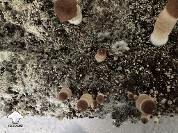 Trouble distinguishing update - mushrooms popping up