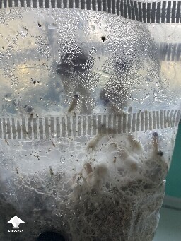 Trouble distinguishing - look at mycelium spreading