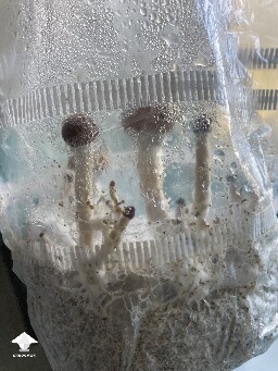 Look what is going on with my grow bag