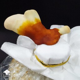 Day-to-day Reishi growing diary 688dda18a7f56