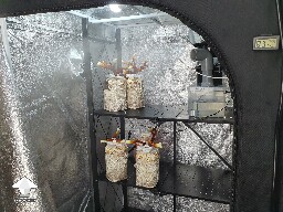Day-to-day Reishi growing diary 688df07f054f1