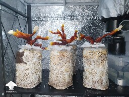 Day-to-day Reishi growing diary 688df081230c6