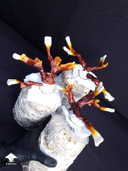 Day-to-day Reishi growing diary 688df08341b49
