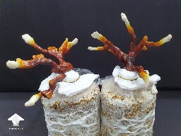 Day-to-day Reishi growing diary 688df086216a4