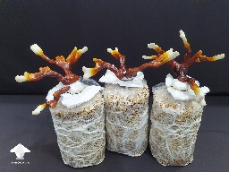 Day-to-day Reishi growing diary 688df08867deb