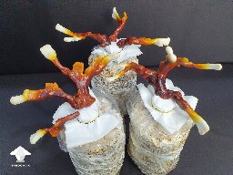 Day-to-day Reishi growing diary 688df08a49207