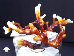 Day-to-day Reishi growing diary 688df08c4e8b6