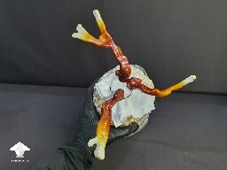 Day-to-day Reishi growing diary 688df08e4ace5