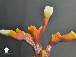 Day-to-day Reishi growing diary 688df090e6c07