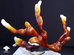 Day-to-day Reishi growing diary 688df092c60a8