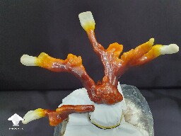 Day-to-day Reishi growing diary 688df098ac45e