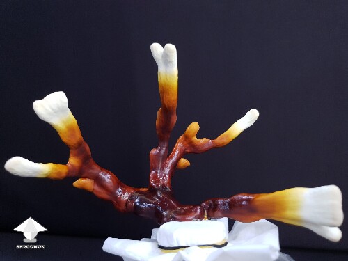 Day-to-day Reishi growing diary 688df094df361