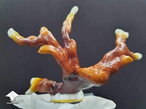 Day-to-day Reishi growing diary 688df096d0ad7