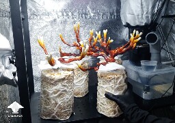 Day-to-day Reishi growing diary 68909a3e9d4fc
