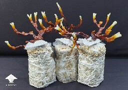 Day-to-day Reishi growing diary 68909a3fb4382