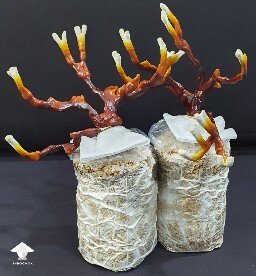 Day-to-day Reishi growing diary 68909a41005e9