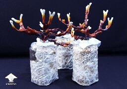 Day-to-day Reishi growing diary 68909a41e0cda