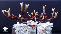 Day-to-day Reishi growing diary 68909a42ab2a9