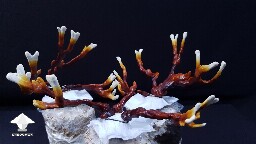 Day-to-day Reishi growing diary 68909a44ef457
