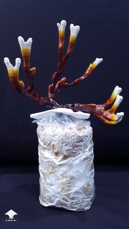 Day-to-day Reishi growing diary 68909a4832a64